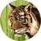 Jennifer Stone Avatar